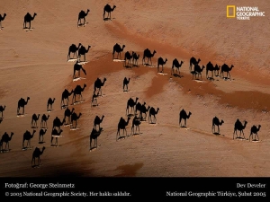 camels_small.jpg camels_small.jpg