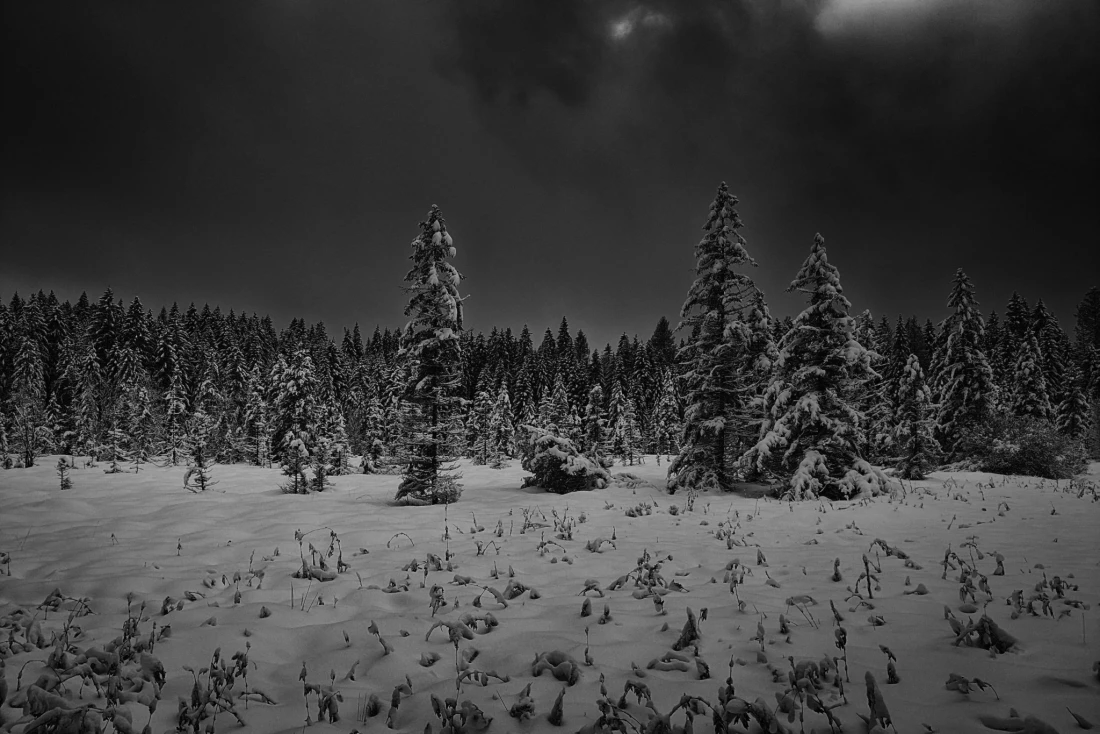 Grau in Grau - Am Etang de la Gruère