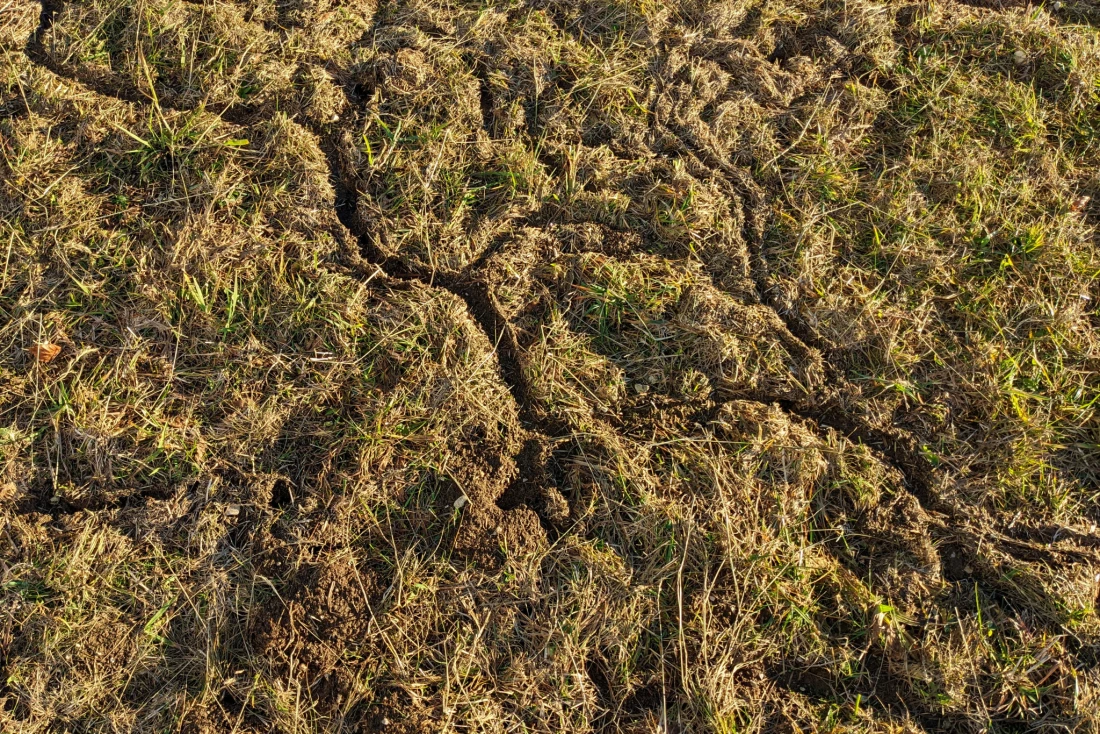 Mäusegänge, entstanden unter dem Schnee