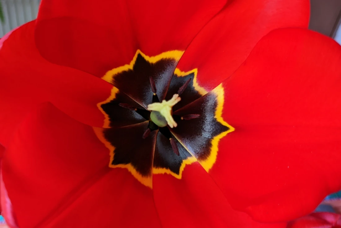 Tulpe