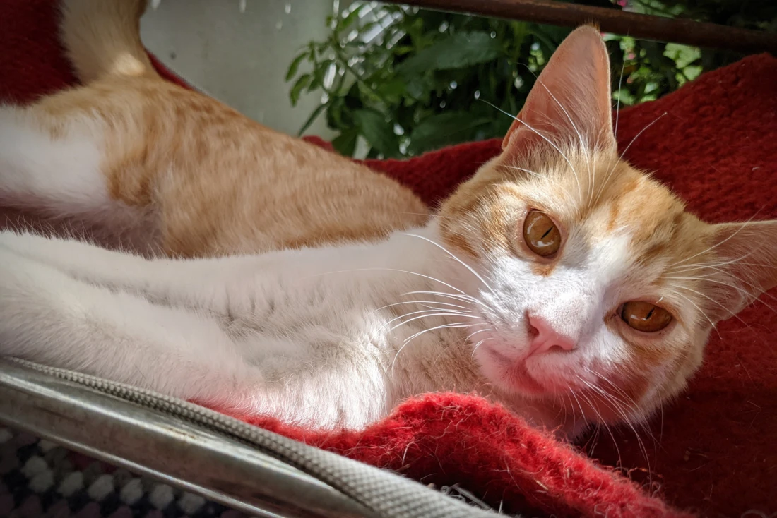 Nachbars Katze auf unserem Balkon zur Siesta
