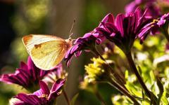 Schmetterling am späten Nachmittag II