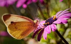 Schmetterling am späten Nachmittag
