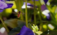 Erkundung im Dschungel der Stiefmütterchen