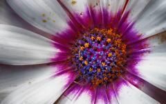 Osteospermum / Kapkörbchen