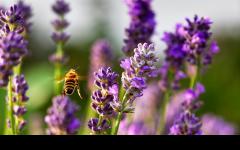 Unterwegs von Blüte zu Blüte