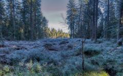 Über den Gebüschen