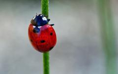 Marienkäfer II