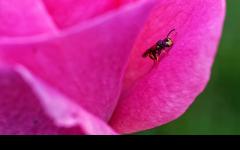 Kleine Wespe in Rose