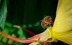 Biene an der Nachtkerze