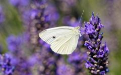 Schmetterling auf Lavendel