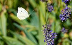 Schmetterling im Landeanflug