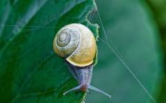 Schnecke will den Wassertropfen