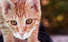 Rocky am Rand des Pools