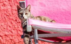 Minka auf dem Liegestuhl