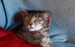 MInka unter der Decke