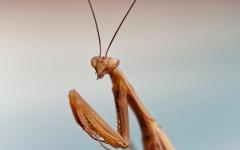 Mantis I