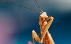 Mantis Körperpflege