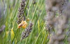 Schnecke an verblühtem Lavendel