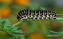 Raube des Schwalbenschwanz auf Karottenlaub