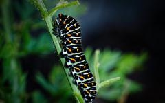 Raupe des Schwalbenschwanz