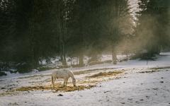 Schimmel im Nebel am Nachmittag