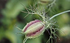 Jungfer im Grünen Samenkapsel