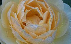 Regentropfen fielen wieder