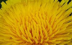 Frisch geöffneter Löwenzahn