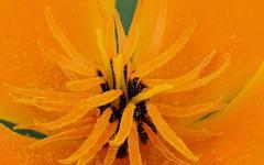 Kalifornischer Moon, das Zentrum