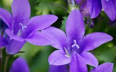 Dalmatiner Glockenblume