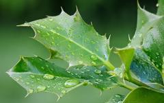 Stechpalmenblatt nach dem Regen