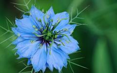 Nigella damascena - Jungfer im Grünen