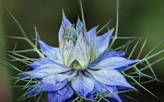 Nigella damascena - Jungfer im Grünen