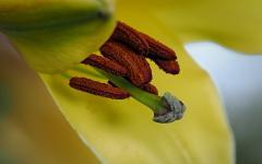 Frisch geöffnete Lilie