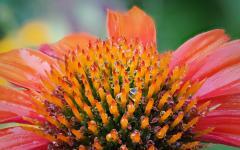 Sonnenhut nach dem Regen