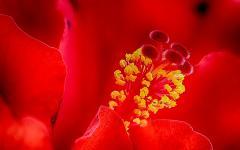 Hibiscus rosa-sinensis