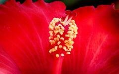 Hibiscus rosa-sinensis