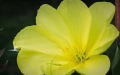 Blüte einer Nachtkerze und lauernde Krabbenspinne