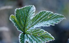 Blatt mit Morgenfrost