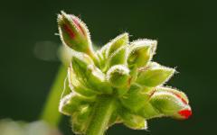 Geraniumknospen