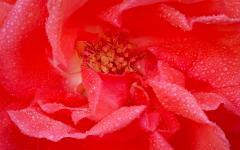 Das Zentrum einer Rose