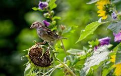 Hüter dieses Platzes