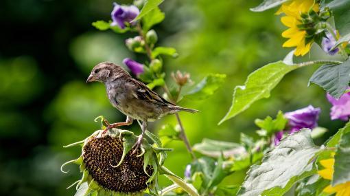 Hüter dieses Platzes