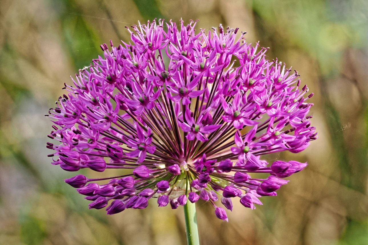 Allium