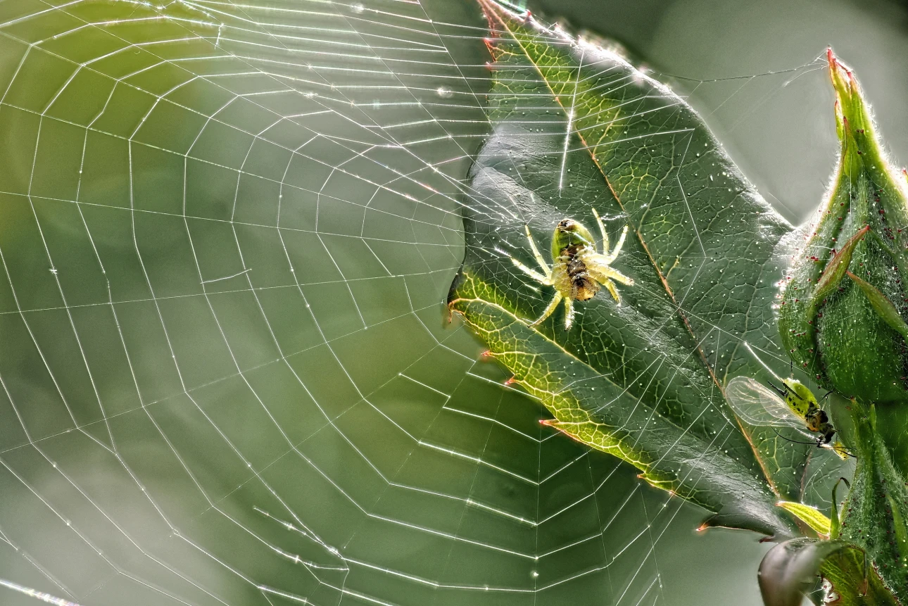 Die kleine Spinne und die Blattlaus