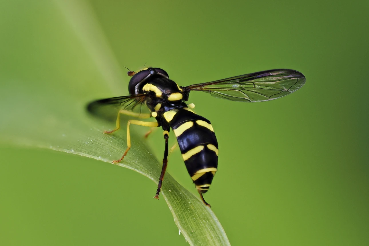 Schwebefliege