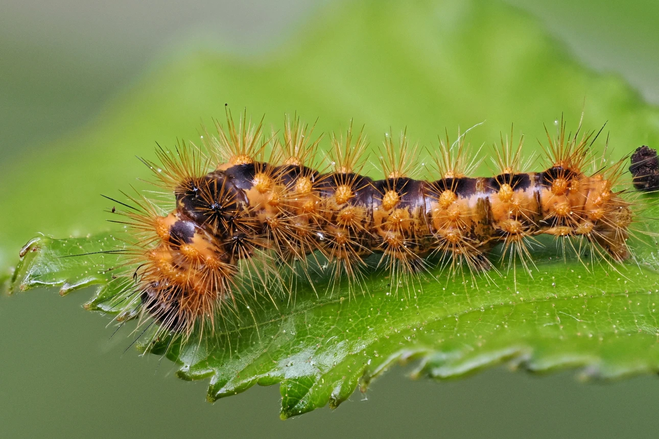 Ampfer-Rindeneule Raupe