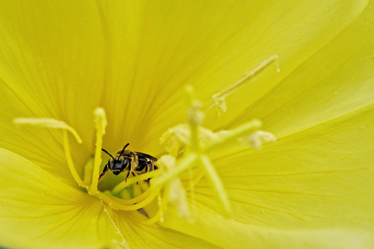 Kleine Biene in einer Nachtkerzeblüte