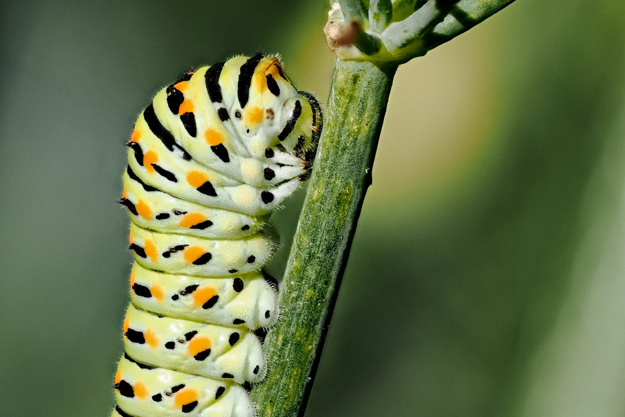 Schwalbenschwanz Raupe